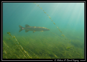 Pike against the current.
Nice dive in the Geneva Lake. by Raoul Caprez 
